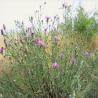 images/Schweden/Schweden 2009/IMG_4410.jpg